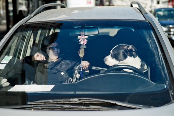 Driving dog Yanidel